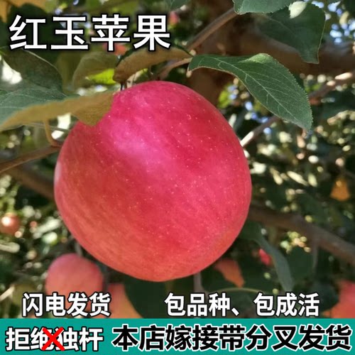 红玉苹果树苗南北方庭院地栽盆栽种植矮化特大果嫁接树苗当年结果