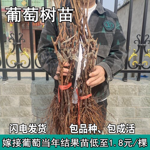 嫁接葡萄当年结果苗妮娜皇后