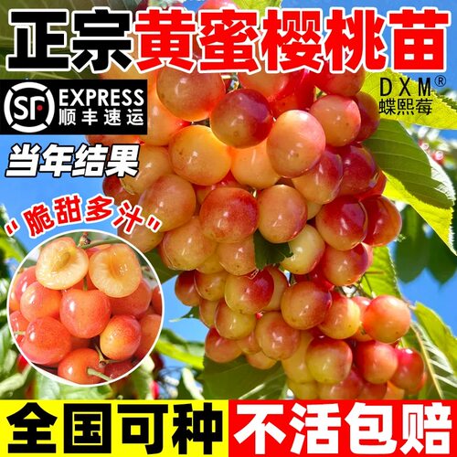 黄蜜辉煌大樱桃树苗南北方庭院种植矮化盆栽嫁接车厘子苗当年结果