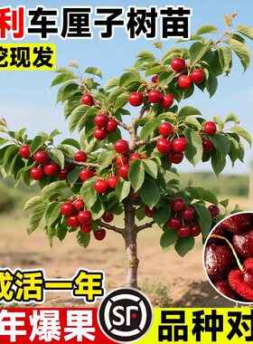正宗智利车厘子树苗樱桃树南北方种植庭院盆栽嫁接果树矮化耐寒热