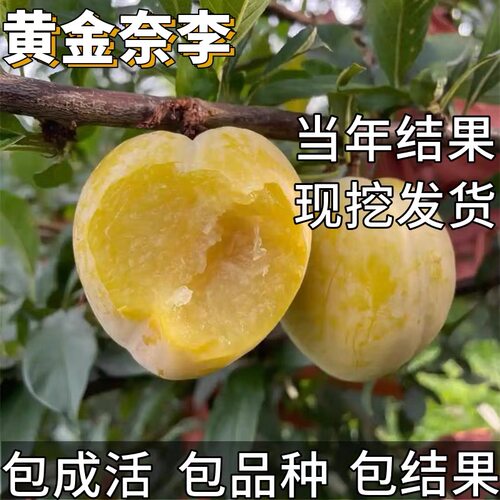 黄金奈李子树苗南北方种植特大号盆栽嫁接矮化脱骨耐寒当年结果