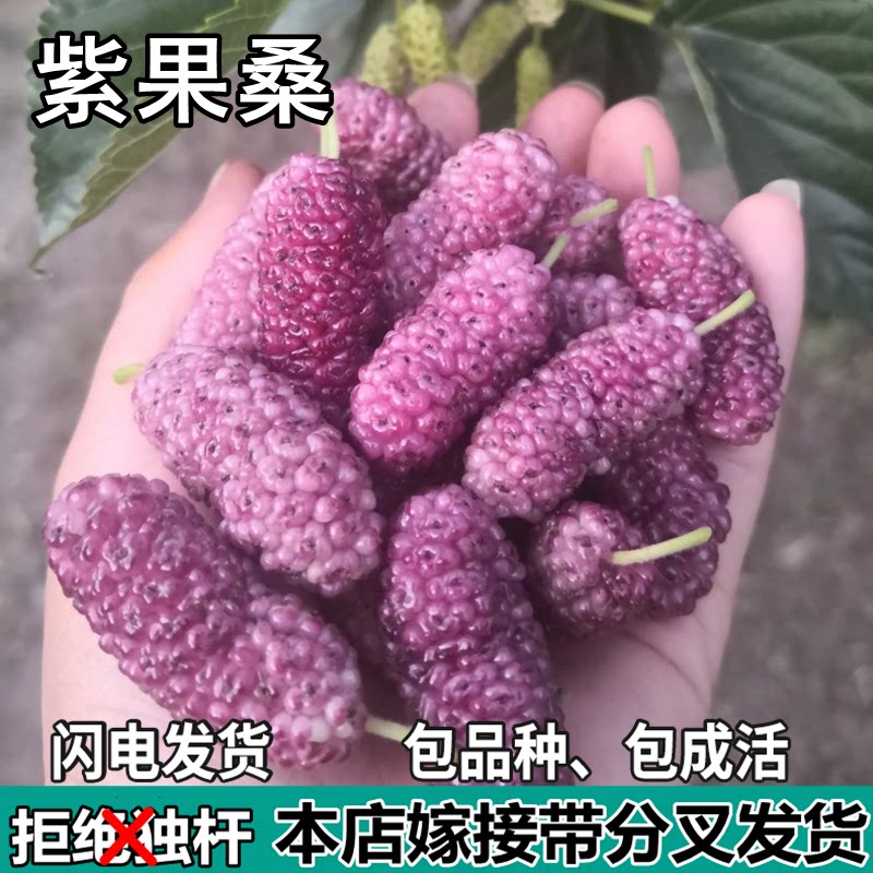 紫果桑葚树苗南北方盆栽地栽种植活苗特大嫁接桑葚果树苗当年结果