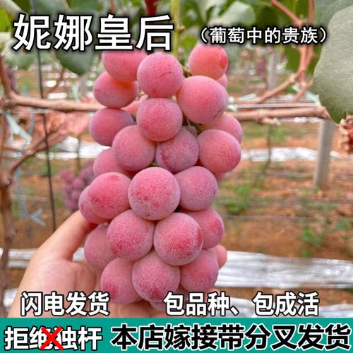 妮娜皇后葡萄树苗庭院盆栽地栽无籽嫁接果树苗南北方种植当年结果