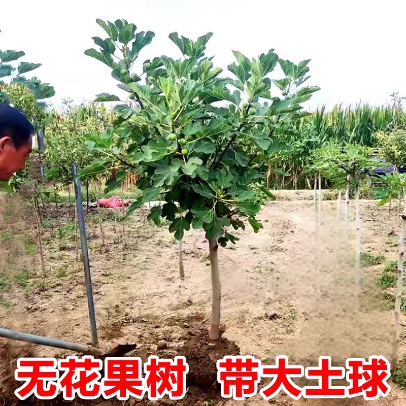 无花果树果苗带土矮化南北方种植当年结果盆地栽波姬红大无花果苗