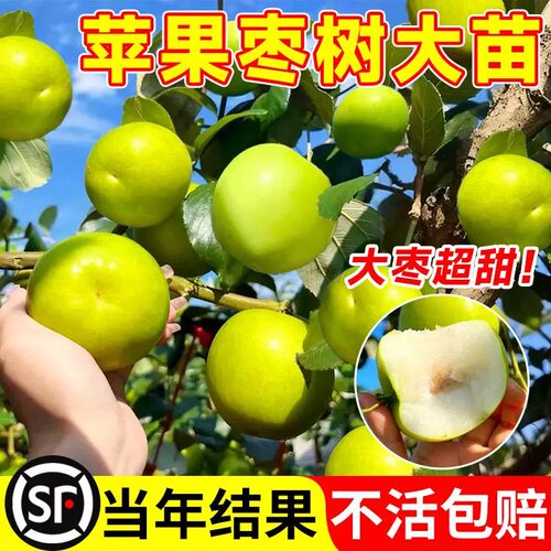 大青枣苗台湾大青枣苗树苗牛奶大苹果枣嫁接苗甜脆枣子苗当年结果