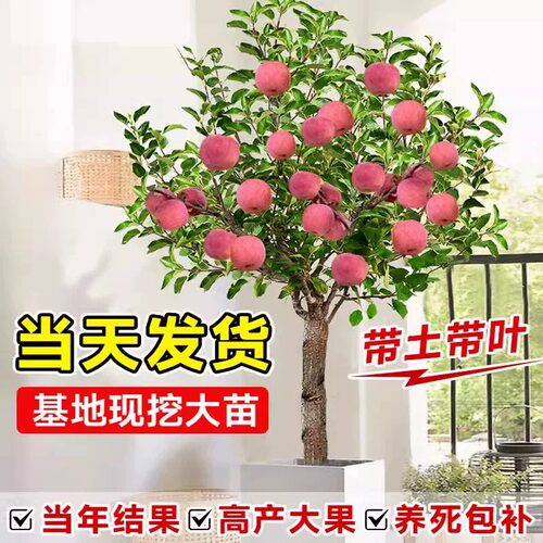 苹果树苗盆栽南方北方种植地栽冰糖心苹果苗活苗矮化果树当年结果