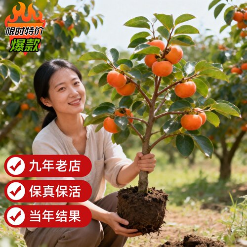 特大脆甜火晶柿子树红皮果树果苗嫁接树南方北方种植盆栽地栽庭院