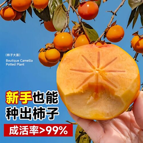 柿子树果苗特大号庭院嫁接苗盆栽南北方耐寒矮化老桩甜脆四季树苗