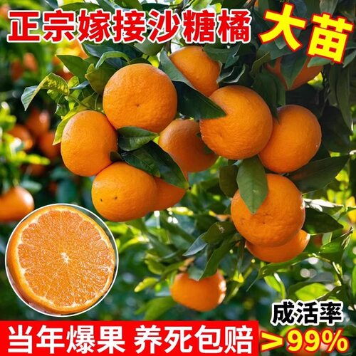 沙糖桔子橘子树苗四会正宗砂糖桔苗果树苗嫁接无核皇帝柑种植庭院