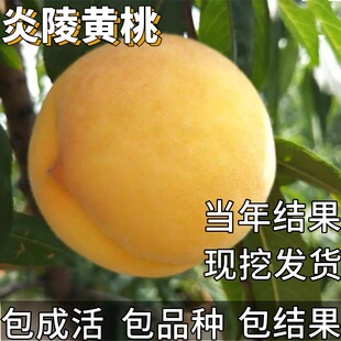 炎陵黄桃树果苗南北方耐寒特大号晚熟盆栽嫁接苗矮化离核当年结果