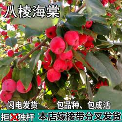 八棱海棠果苗南北方地栽庭院阳台盆栽种植嫁接小苹果树苗当年结果