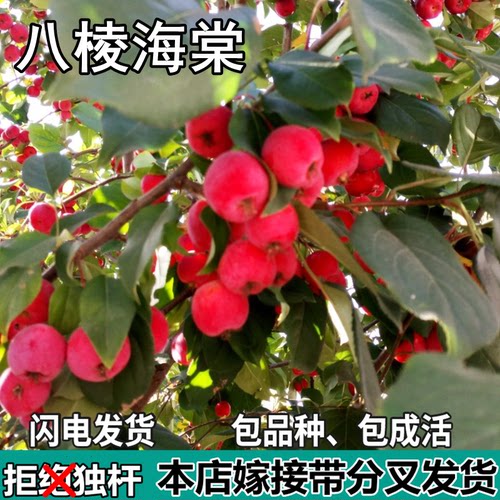 八棱海棠果苗南北方地栽庭院阳台盆栽种植嫁接小苹果树苗当年结果
