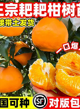 正宗四川丑橘春见耙耙柑果树苗水果种植不知火丑橘橘子树果苗地栽