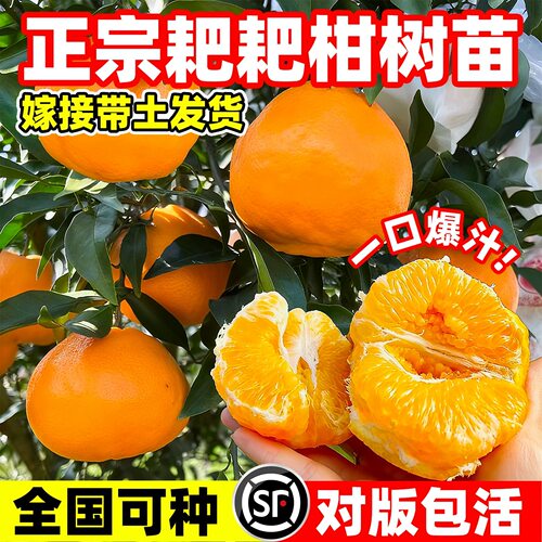 正宗四川丑橘春见耙耙柑果树苗水果种植不知火丑橘橘子树果苗地栽