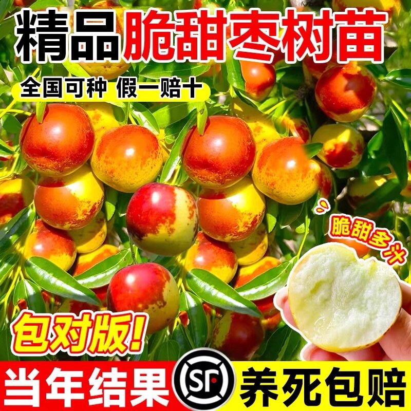 枣树活苗嫁接冬枣地栽果树果苗当年结果北方南方大枣超甜特大庭院