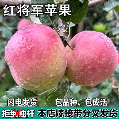 红将军苹果树苗南北方庭院地栽盆栽种植矮化特大果嫁接苗当年结果