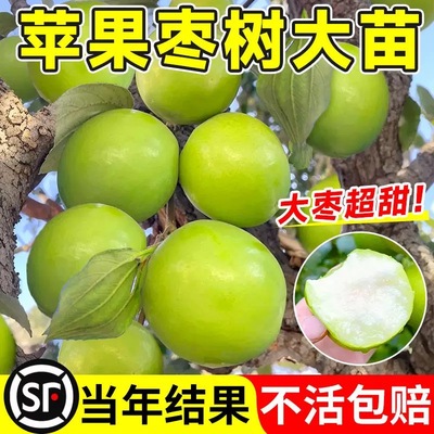 大青枣苗树苗嫁接台湾蜜丝枣牛奶苹果枣雪丽高朗黄冠枣树盆栽地栽