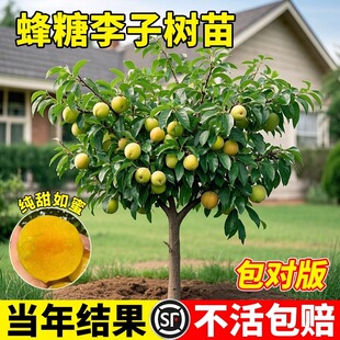 正宗蜂糖李树苗脆甜脱骨李西梅果树盆栽地栽庭院四季种植李子