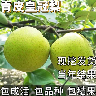 青皮皇冠梨树苗南北方庭院耐寒特大号果苗盆栽嫁接酥脆梨当年结果