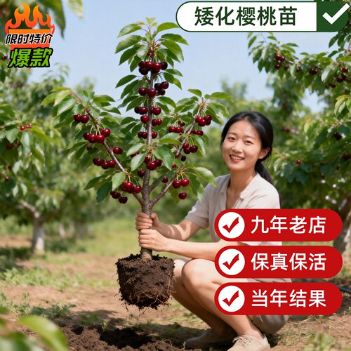 车厘子树苗正宗樱桃树苗矮化特大嫁接果树庭院名贵南北方种植盆栽