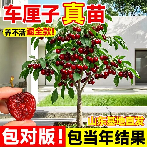 车厘子树苗正宗樱桃树庭院南方北方耐寒矮化盆栽嫁接果树四季种植