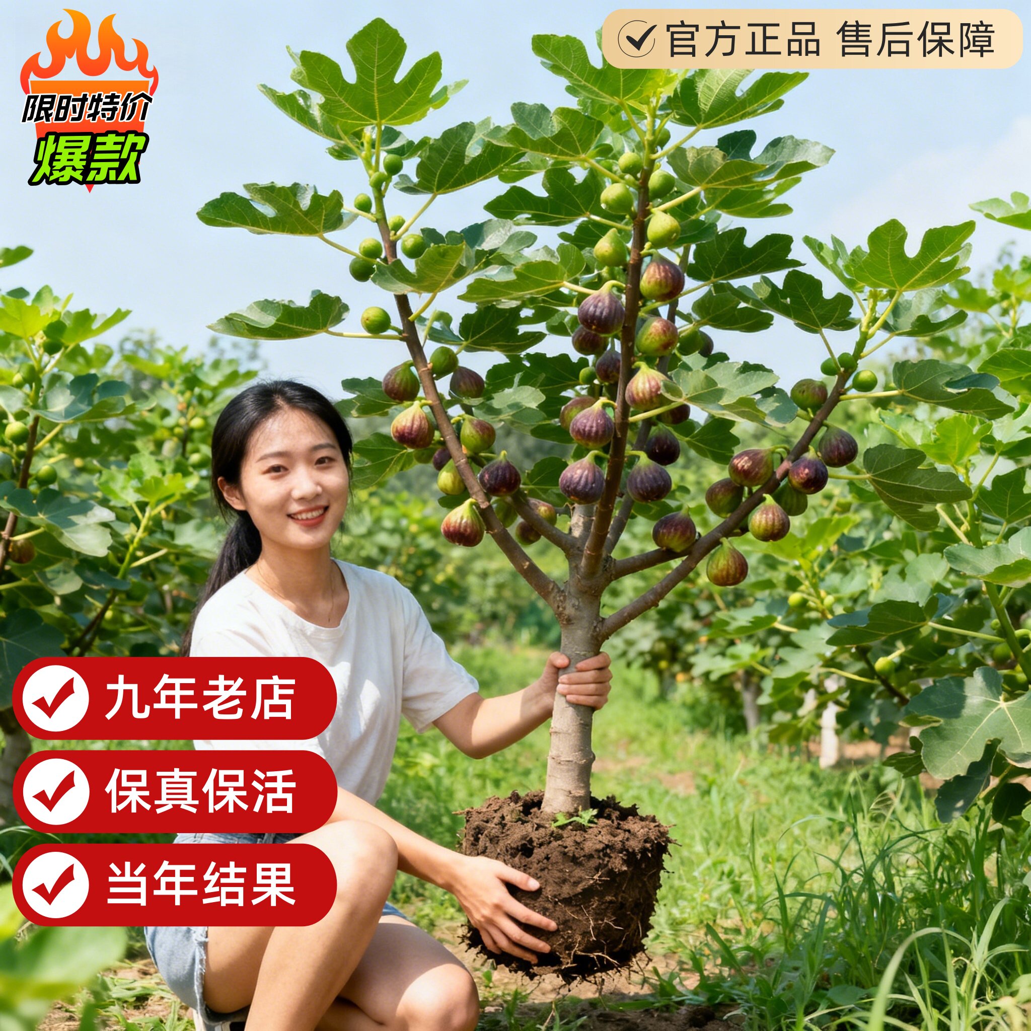 布兰瑞克无花果树果苗盆栽芭劳奈杜鲁卡独太丰产黄波姬红盆栽发货