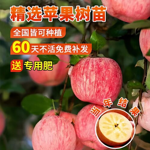 苹果树苗盆栽南方北方种植地栽冰糖心苹果苗活苗矮化果树当年结果