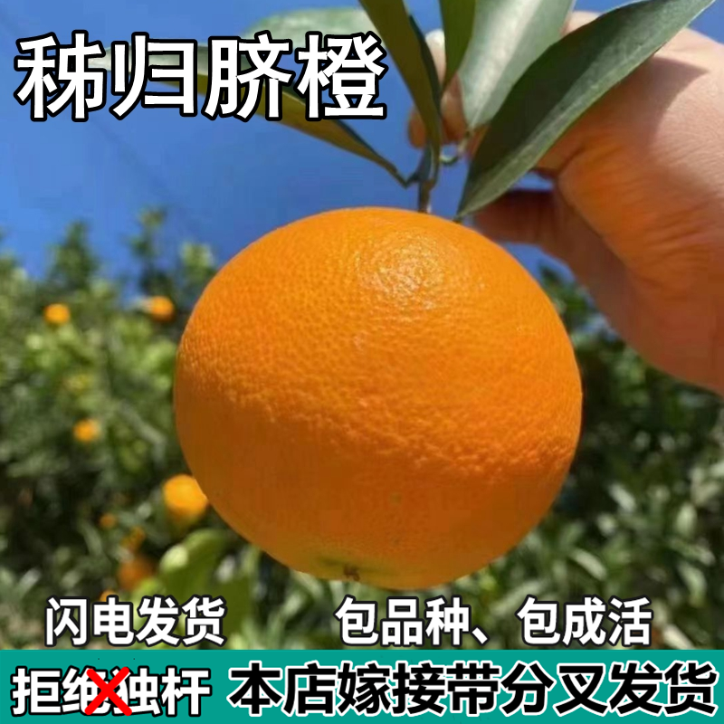 秭归脐橙苗树南北方庭院盆栽地栽种植苗嫁接甜橙子果树苗当年结果