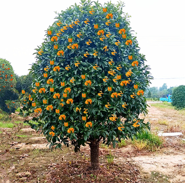 红花丹桂桂花树苗庭院盆栽绿植