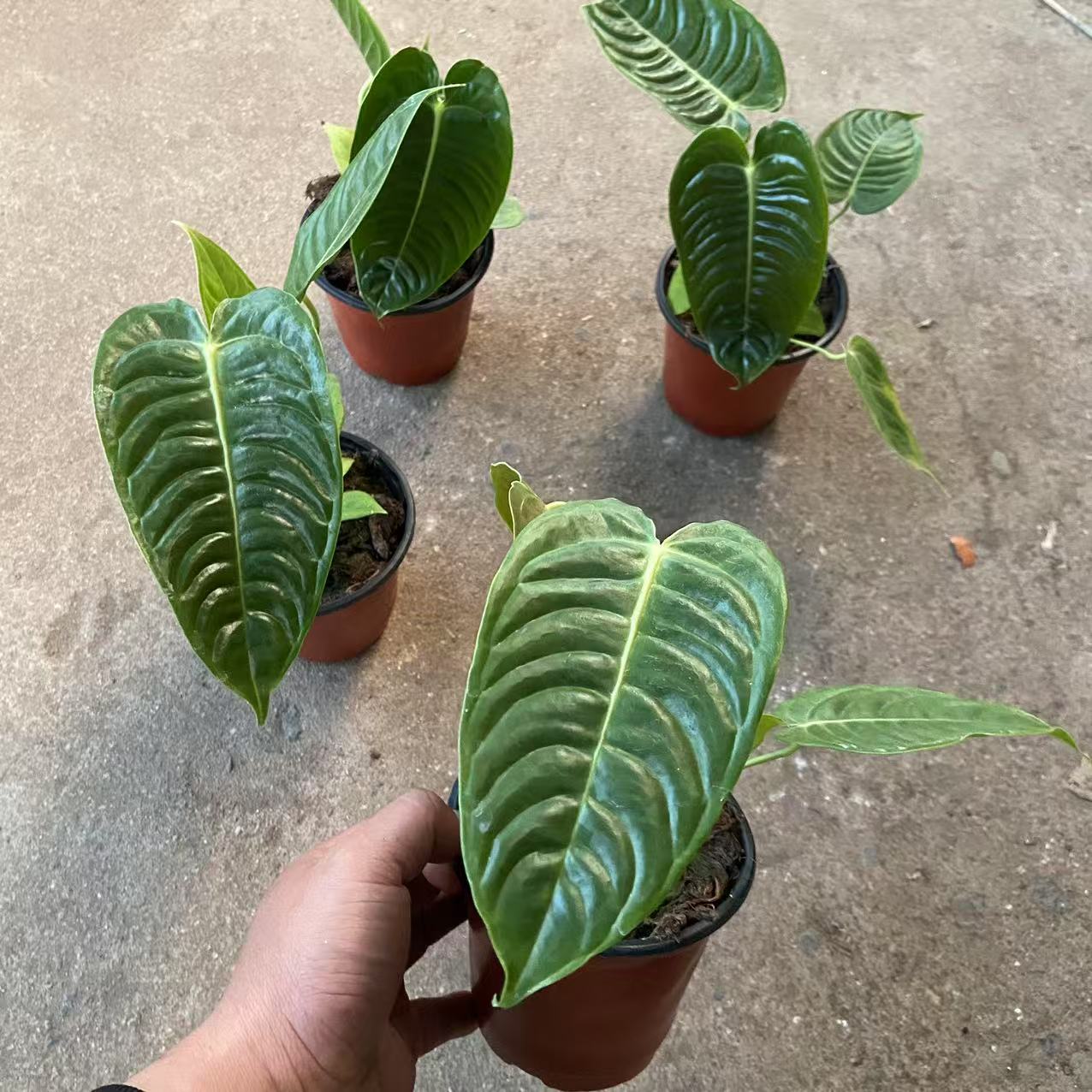 极密火鹤王花烛Anthurium veitchii 北欧风室内高级观叶大叶热植