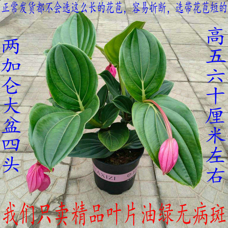 大盆七流婉宝莲灯盆栽带花苞花卉室内绿植多年生珍珠宝莲灯花好养