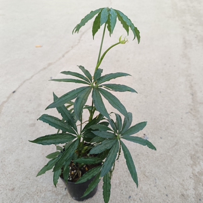 北欧ins风麻叶花烛绿植