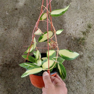 寄生内锦球兰 hoya parasiticavariegatedin室内阳台垂吊爬藤盆栽