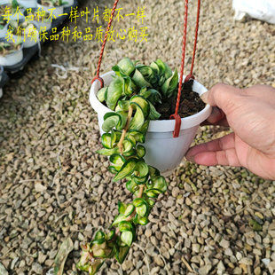卷叶内锦球兰Hoya compacta variegata 