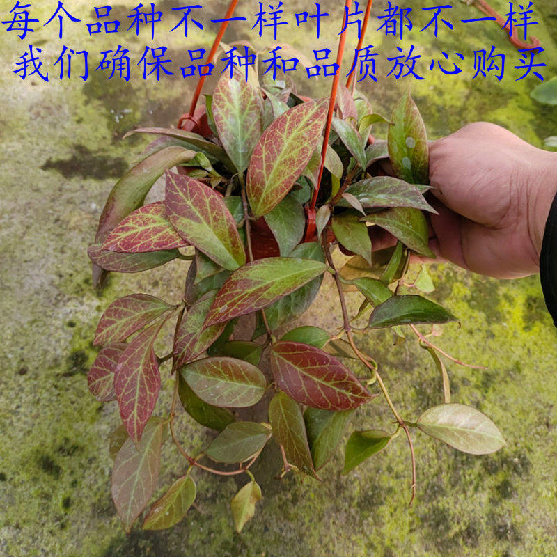 大盆老庄苏奈球兰 红色变色球兰盆栽室内外阳台观叶垂吊花卉绿植