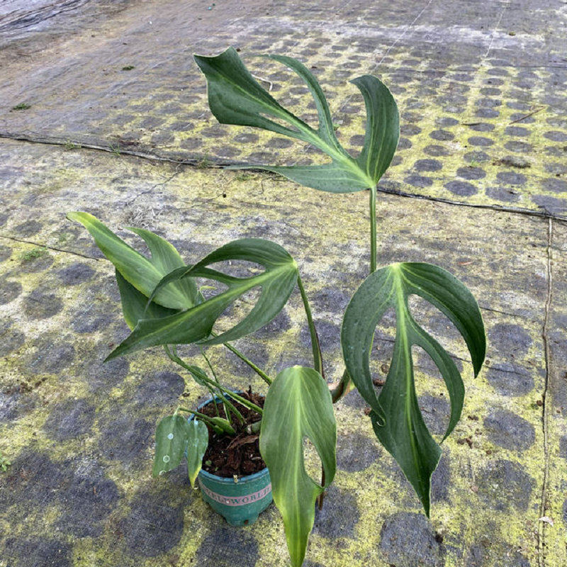 巴西龟背竹斜叶马氏火焰龟背竹窄叶室内新奇天南星科热植物盆栽