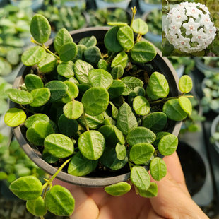 腾冲球兰光面原种匍匐Hoya sp tengchong 桌面盆栽墙面壁挂板殖