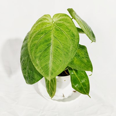 大叶爬藤白脉合果芋 Syngonium Macrophyllum INS风室内绿植