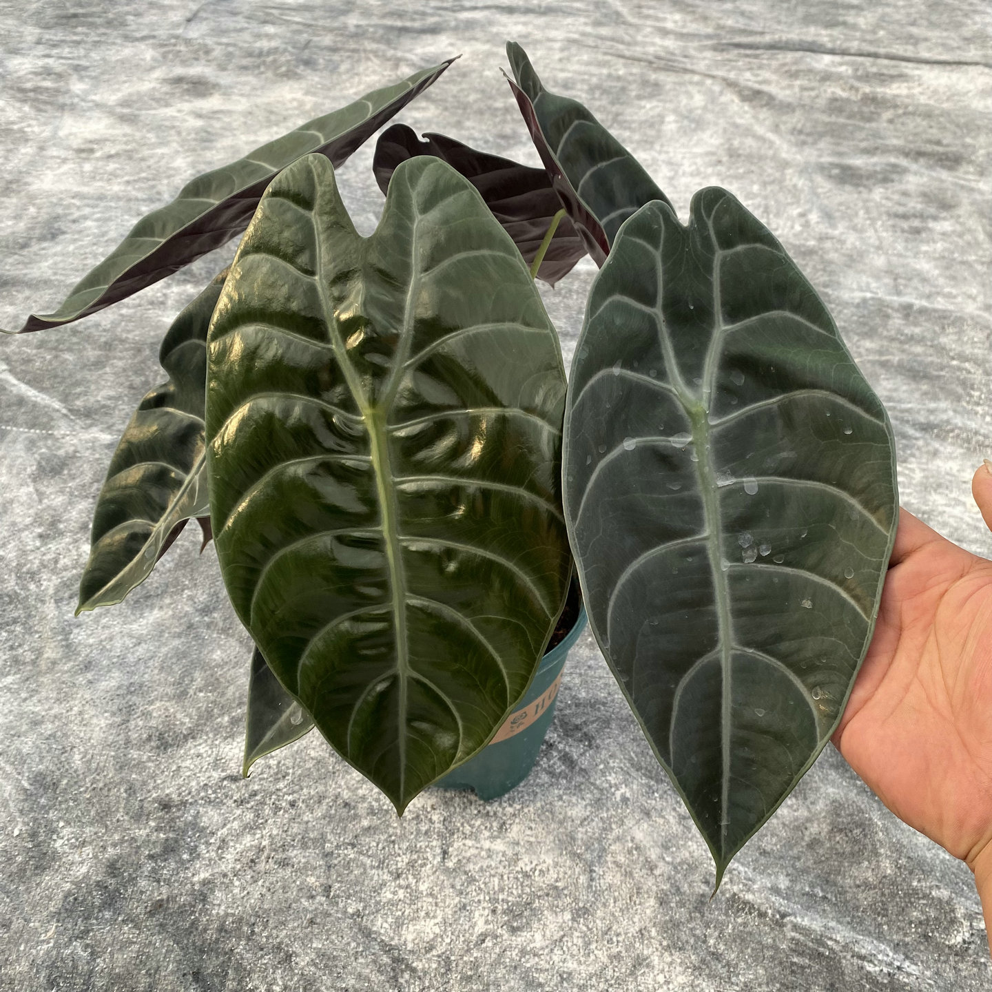 暗黑系苏拉维西海芋Alocasia suhirmaniana 高级热植大叶沃森小众