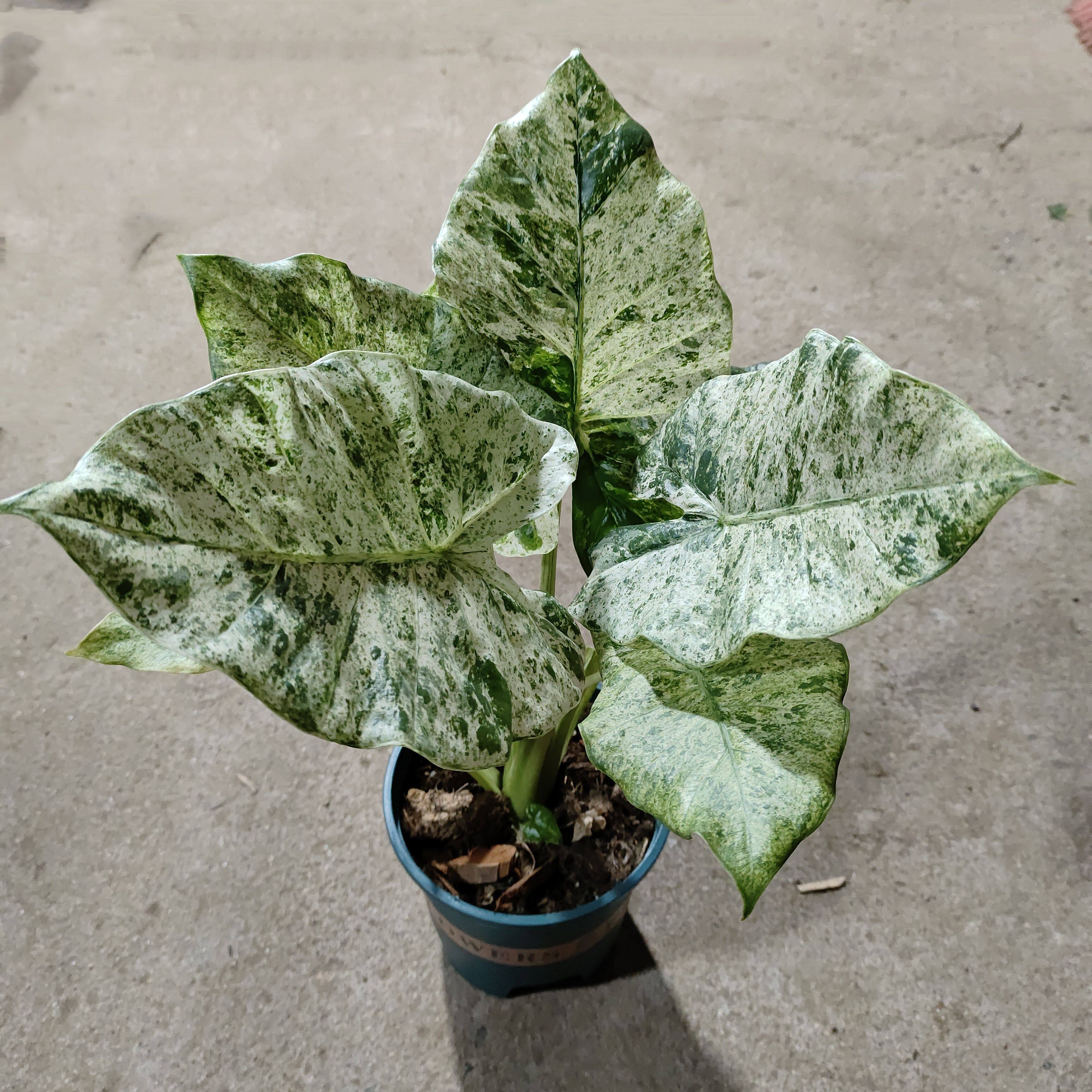 迷彩锦 松染海芋锦 北欧雨林绿植稀有网红热植化龙锦海芋薄荷