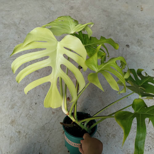 烁莹青苹果锦化龟背竹好养盆栽