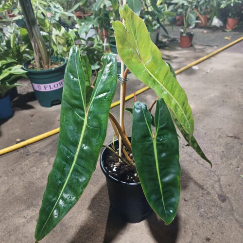 橙柄蔓绿绒盆栽北欧风ins观叶天南星科热植观叶植物盆栽客厅趣味