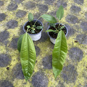 豌豆荚领带花烛室内绿植盆栽客厅阳台观叶懒人植物四季 好养可壁挂