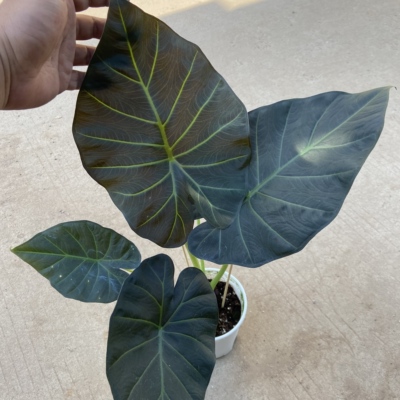 北欧风帝王盾海芋室内大型观叶
