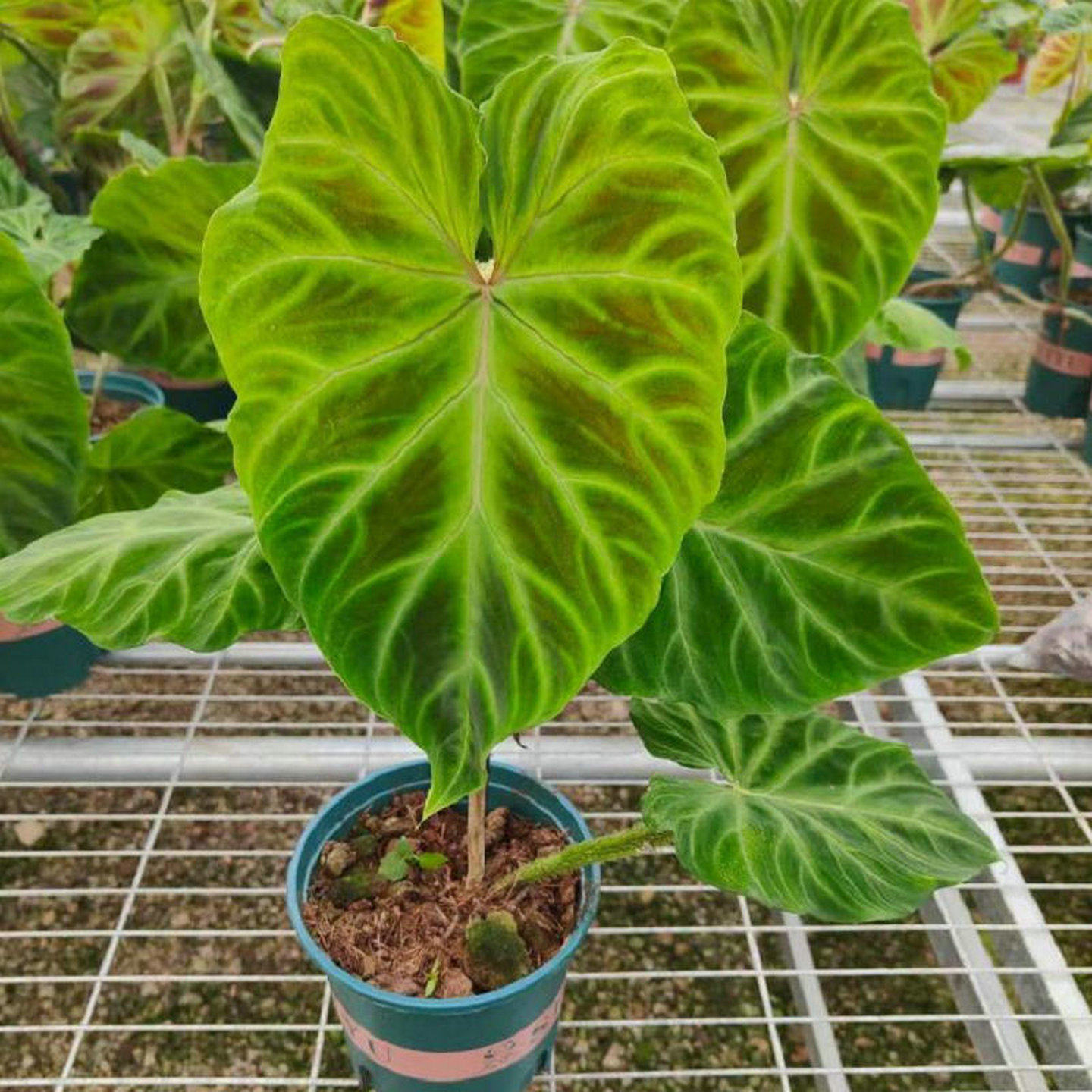 南美荧光蔓绿绒philodendron verrucosum 北欧丝绸荧光室内好养