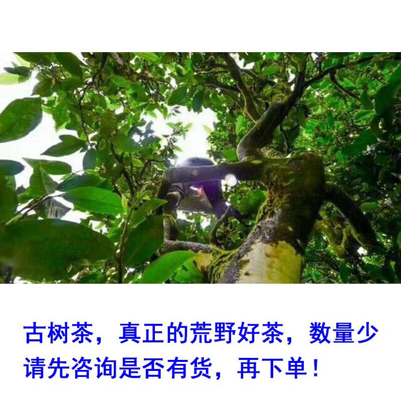 2026新茶婺源绿茶古树茶荒野茶野生环境兰香野花香回甘强劲味醇厚