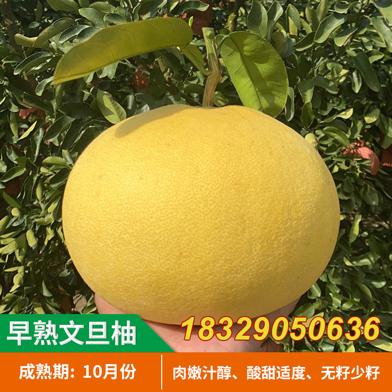 玉环文旦柚苗 嫁接白肉柚子果苗文旦柚子树苗 庭院盆栽果树苗包邮