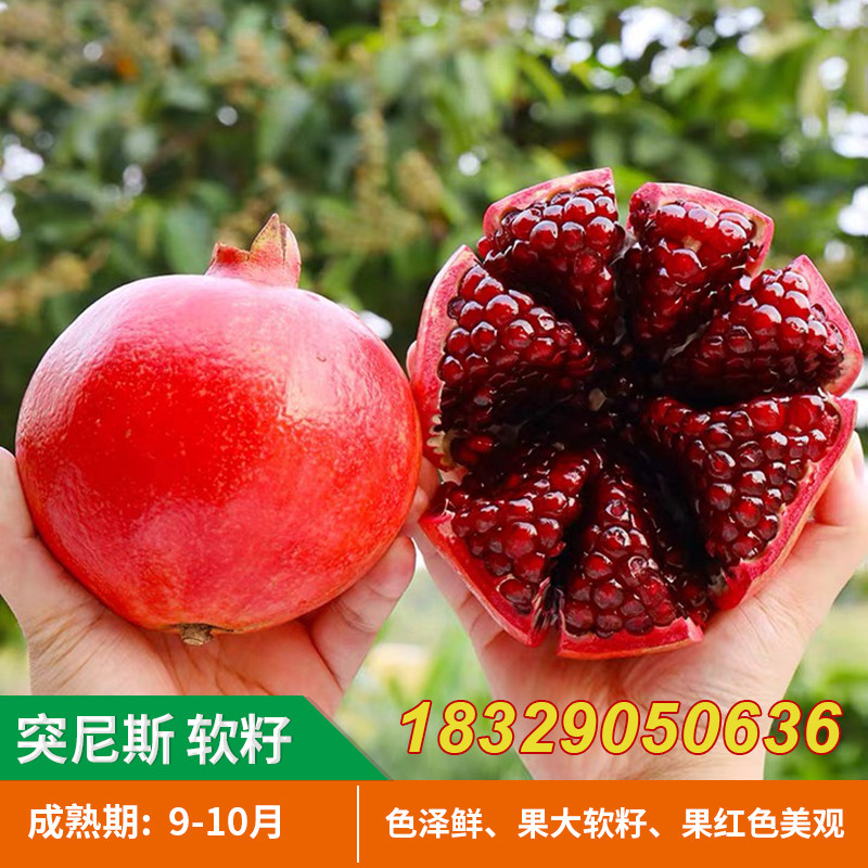 石榴苗突尼斯软籽石榴嫁接苗河阴无籽甜地栽南方北方种植果树苗木