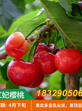 红妃樱桃苗 南方品种樱桃苗乌皮红玛瑙当年结果南方北方栽种果树