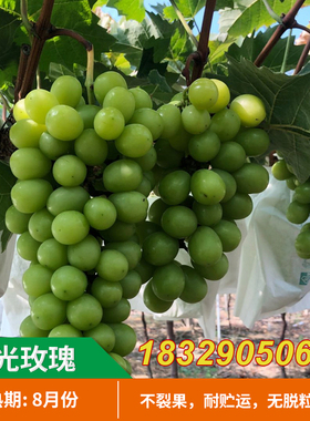 葡萄树苗 夏音马斯卡特 阳光玫瑰葡萄苗新品种果树苗南方北方种植